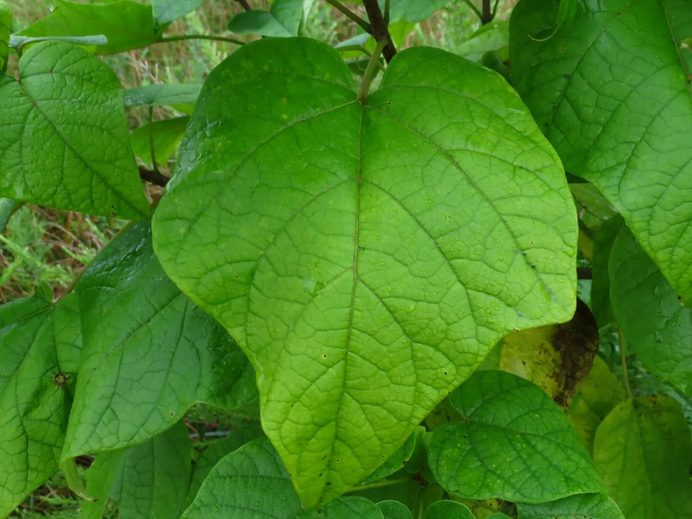 Paulownia blad