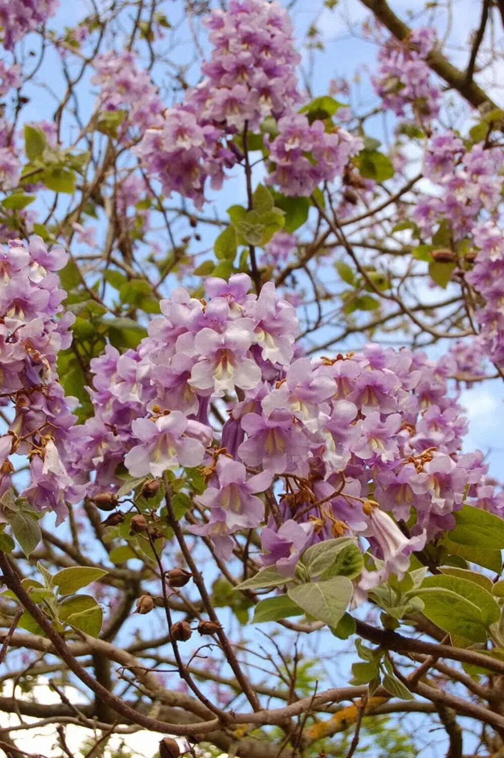 Paulownia in bloei