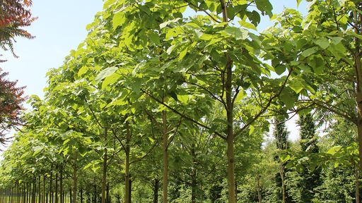 Bezoek plantage